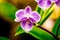 A beautiful orchid flowers. Blooming Splendor. The Enchanting World of Orchids. Generative AI