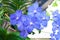 Beautiful orchid flowers blue Hybrid Vanda