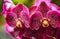 Beautiful orchid flowers close up macro, large pink petals with white dots