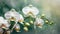 beautiful orchid flowers make a pretty floral background or border