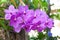 Beautiful orchid flowers Violet Hybrid Vanda