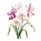 beautiful Orchid line art clipart illustration