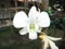 Beautiful orchid. White Dendrobium sonia