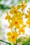 Beautiful orchid yellow in garden, can used for greeting cards