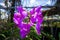 Beautiful Orchidaceae flowers in orchid farm, Phuket, Thailand