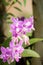 Beautiful orchidaceae green background