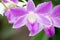 Beautiful orchidaceae green background