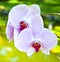 Beautiful orchids