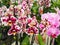 Beautiful orchids empowering with happiness the day