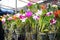 Beautiful orchids flower plant hang in the garden ,Orchid nursery farm, selective focus