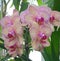 Beautiful orchids in full bloom.