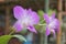 Beautiful orchids with a natural background