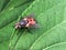 Beautiful ordinary home fly with wings is sitting on a green lea