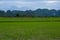 Beautiful Organic green paddy-field