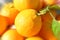 Beautiful Organic Oranges Close Up With Zoom Burst Effect