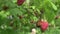 beautiful organic ripe raspberries growth in garden. close up