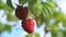 beautiful organic ripe raspberries growth in garden. close up