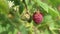 beautiful organic ripe raspberries growth in garden. close up. sunny morning