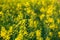 Beautiful Organic Yellow Mustard Flowers in field,