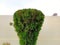 Beautiful oriental arbor vitae plant image india