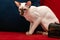 A beautiful oriental cat sits on a red-blue sofa near the chest. Siamese oriental breed.