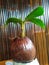 beautiful original coconut bonsai
