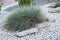 Beautiful ornamental grass in the garden with stones