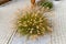 Beautiful ornamental grass..Japanese proliferation (Lac. Pennisetum alopecuroides). Gravel band and cobblestone pavement