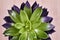 Beautiful ornamental plant of echeveria