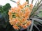 Beautiful ornamental plant Kalanchoe blooms orange flowers in the garden