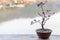 Beautiful ornamental plants in terracotta pots Located on wooden terrace