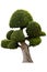 Beautiful ornamental tree, Green topiary tree, big bonsai, Suitable for use in architectural design or Decoration work isolated on