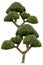 Beautiful ornamental tree, Green topiary tree, Green leaves ornamental plant, big bonsai, Suitable for use in architectural design