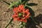 Beautiful Ornithogalum Dubium Houtt plant in the garden
