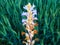 Beautiful Orobanche ramosa plant flower on green blurred background