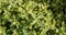 Beautiful Osmanthus Heterophyllus `Goshiki`, False Holly, holly osmanthus or holly olive with spiky variegated evergreen