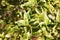 Beautiful Osmanthus Heterophyllus Goshiki False Holly, holly osmanthus or holly olive with spiky variegated evergreen foliage.
