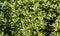 Beautiful Osmanthus Heterophyllus `Goshiki`, False Holly or olive holly with spiky variegated evergreen foliage