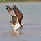 Beautiful Osprey bird