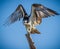 Beautiful osprey lands on small post