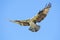 Beautiful Osprey with Outstreched Wings Flying in a Bright Blue Sky