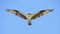 Beautiful Osprey with Outstreched Wings Flying Right Toward You in a Blue Sky