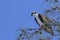 Beautiful osprey in pine tree on Sanibel Causeway Islands