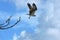 Beautiful osprey takes flight on Fort Myers Beach, Florida