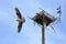 Beautiful osprey with wings spread wide flies out of his nest