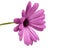 beautiful osteospermum or african daisy flower isolated