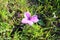 Beautiful osteospermum flower