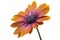 beautiful Osteospermum flower isolated