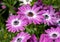 Beautiful osteospermum flowers growing at the nursery