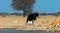 Beautiful ostrich with antelopes in Africa.